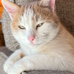 Meet your Posher, Karrie